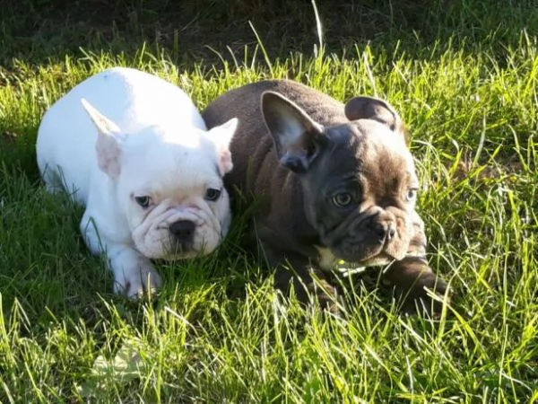 cuccioli di bulldog francese  | Foto 1