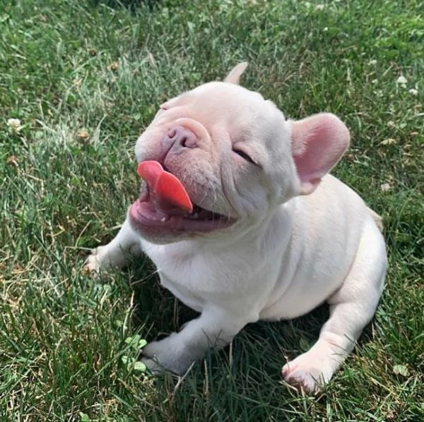 cuccioli di bulldog francese per l'adozione