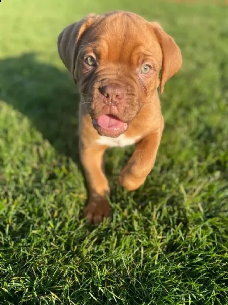 regalo cuccioli di dogue de bordeaux 