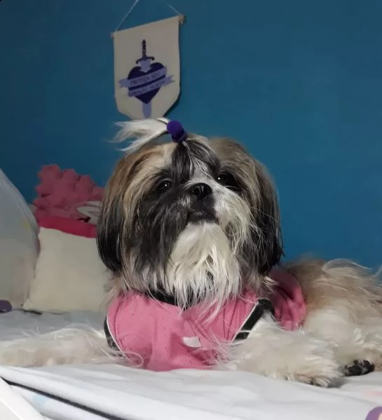 regalo cuccioli shih tzu