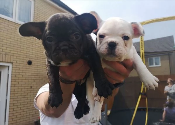 cuccioli di bulldog francese