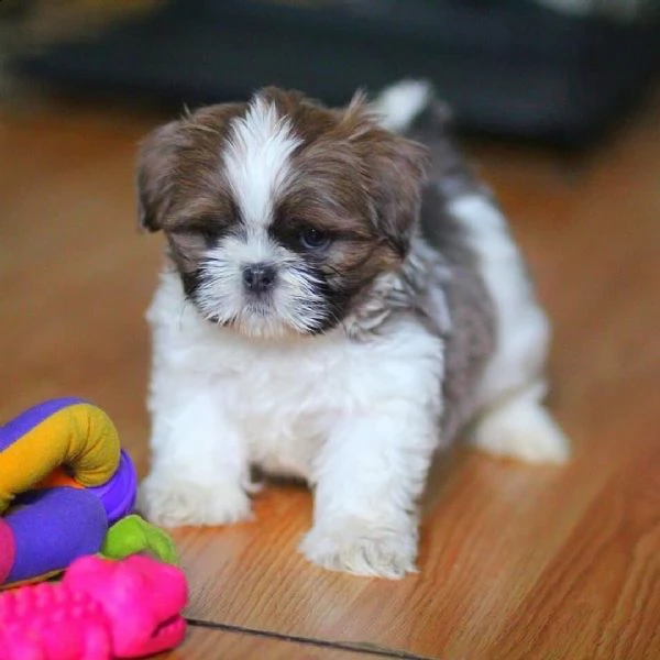  regalo cuccioli shih tzu