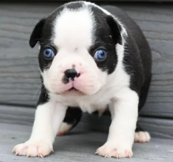 regalo adorabili cuccioli  boston terrier femminucce e maschietti disponibili gratuita