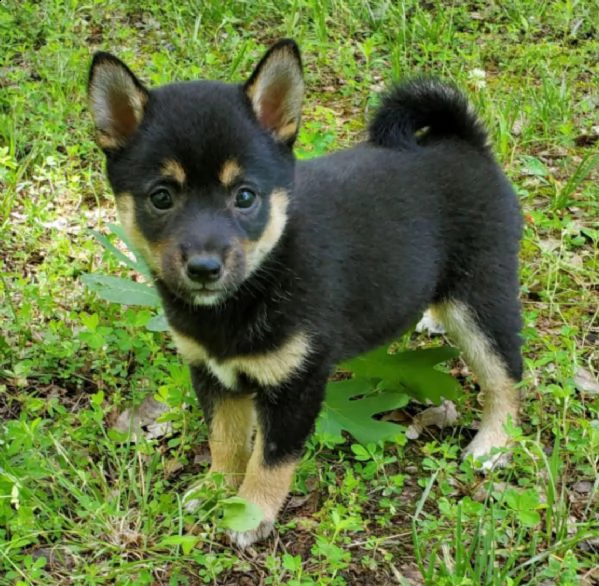 regalo due cuccioli di shiba inu per l'adozione 