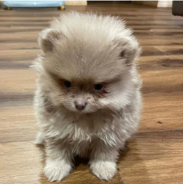 regalo volpino pomerania cuccioli 