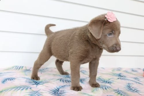 regalo bellissimi cuccioli di labrador .