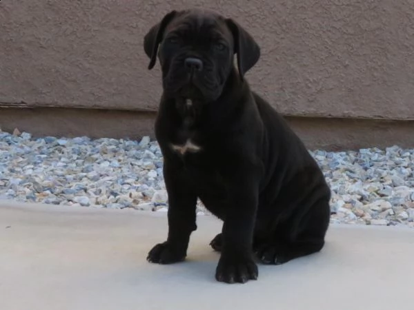 bellissimi cuccioli di cane corso