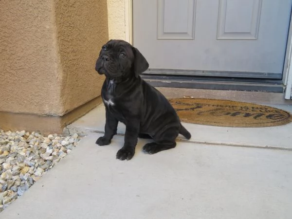 bellissimi cuccioli di cane corso | Foto 0