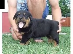 regalo rottweiler 