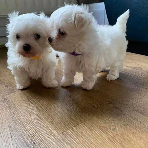 cuccioli di maltese