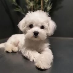 adorabile cucciolo maltese in adozione<><>