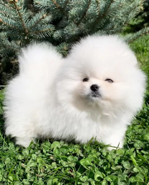 preziosi cuccioli di pomerania in adozione