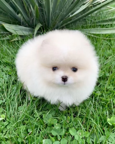 preziosi cuccioli di pomerania in adozione | Foto 0