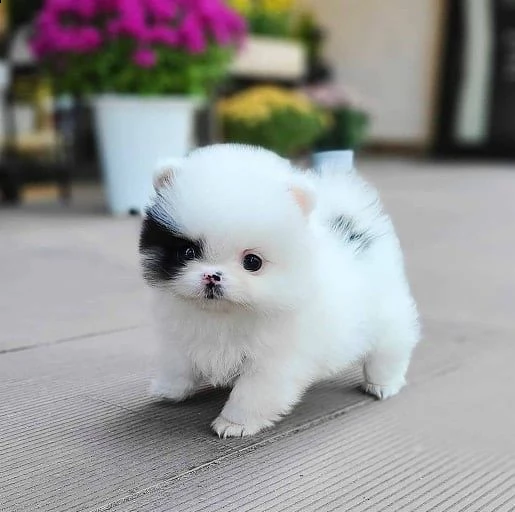 fantastici cuccioli di pomerania con tazza da tè pronti ora