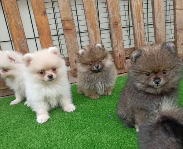 fantastici cuccioli di pomerania con tazza da tè pronti ora | Foto 1