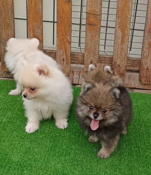 fantastici cuccioli di pomerania con tazza da tè pronti ora | Foto 0