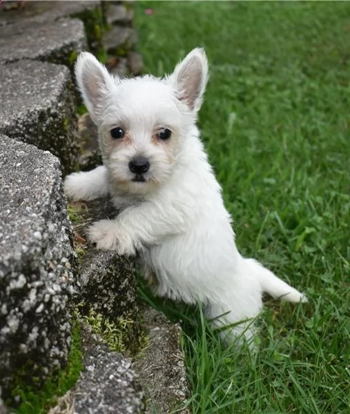  regalo adorabili cuccioli  west highland terrier bianco  femminucce e maschietti