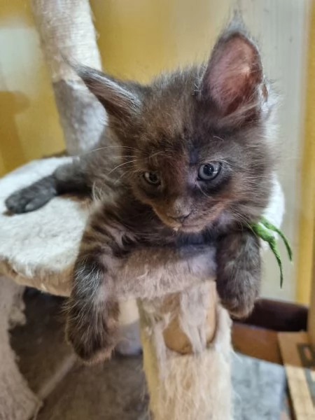 STREPITOSI CUCCIOLI MAINE COON PEDIGREE ANFI  | Foto 14