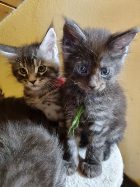 STREPITOSI CUCCIOLI MAINE COON PEDIGREE ANFI  | Foto 10