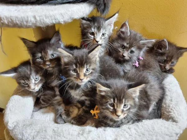 MERAVIGLIOSI CUCCIOLI MAINE COON PEDIGREE ANFI  | Foto 7