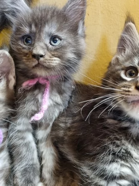 STREPITOSI CUCCIOLI MAINE COON PEDIGREE ANFI  | Foto 7