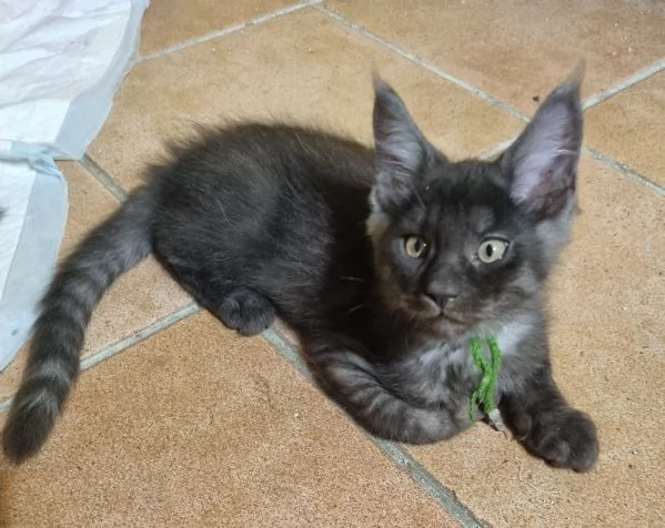 STREPITOSI CUCCIOLI MAINE COON PEDIGREE ANFI  | Foto 6