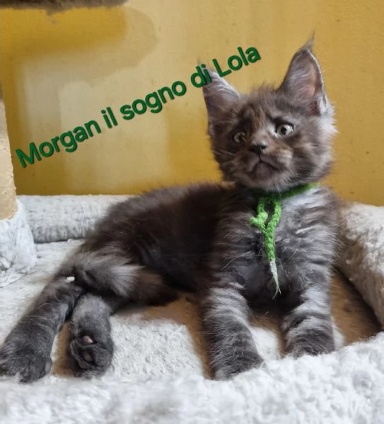 STREPITOSI CUCCIOLI MAINE COON PEDIGREE ANFI  | Foto 0