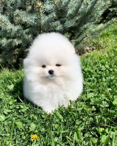 preziosi cuccioli di pomerania in adozione<><><> | Foto 0