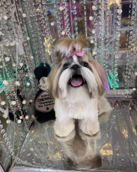 regalo bellissimi cuccioli allevati shih-tzu, colore bianco e nero.