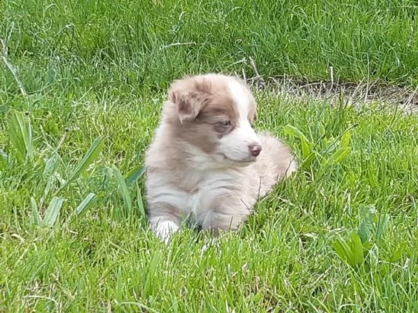 border collie cuccioli con pedigree | Foto 4