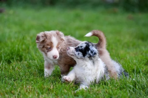 border collie cuccioli con pedigree | Foto 3