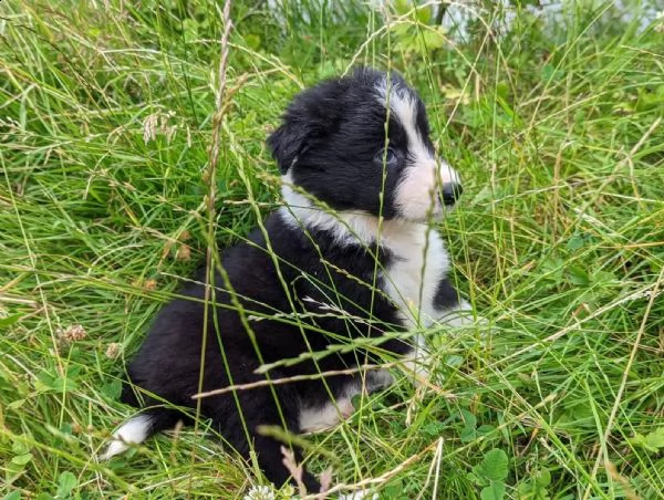 border collie cuccioli con pedigree