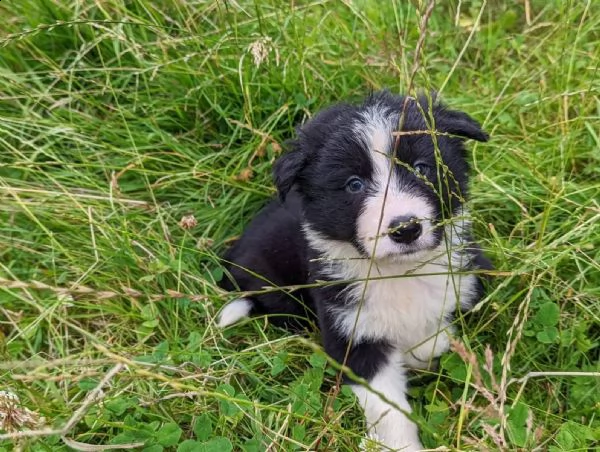 border collie cuccioli con pedigree | Foto 2