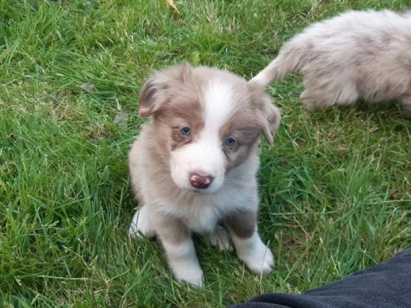 border collie cuccioli con pedigree | Foto 1