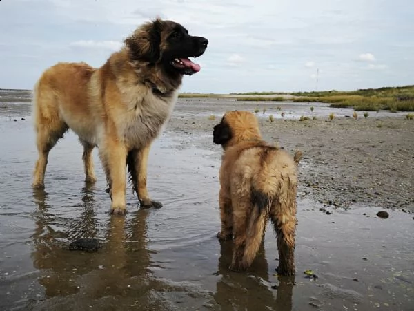 cuccioli di leonberger disponibili | Foto 2