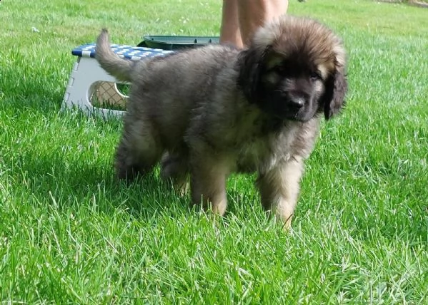 cuccioli di leonberger disponibili | Foto 1