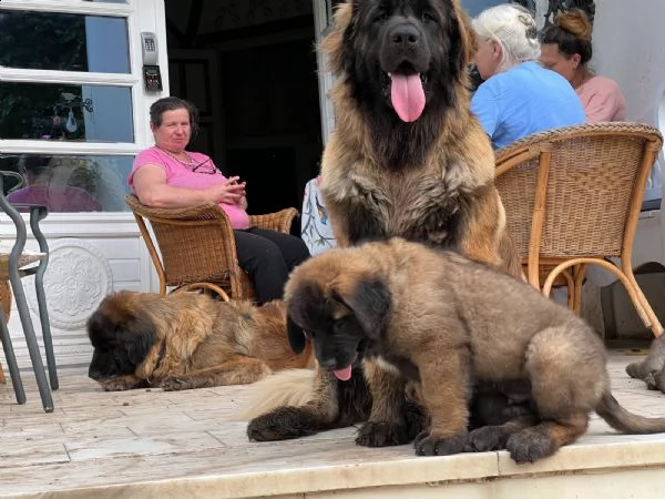 cuccioli di leonberger disponibili | Foto 0