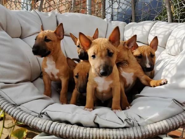 regalo bellissimi maschi e femmine pitbull cuccioli