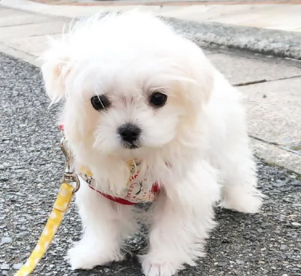 regalo maltese  cuccioli, maschio e femmina