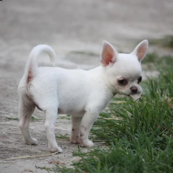   regalo bellissimi maschi e femmine chihuahua  cuccioli