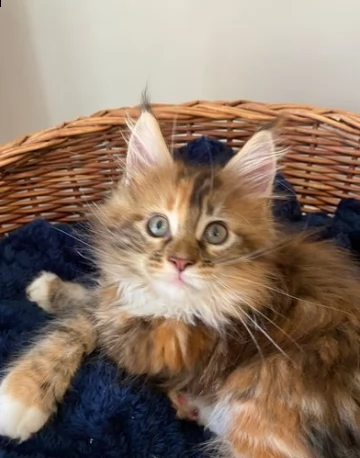 gattini di maine coon