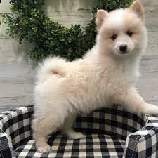 cuccioli pomsky pronti