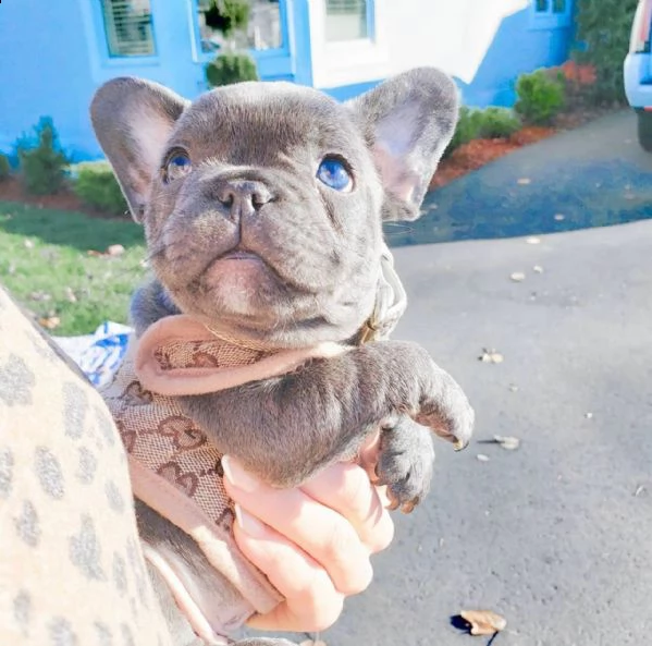 cuccioli di bulldog francese per l'adozione  (due)