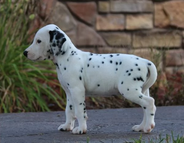 regarlo dalmata cuccioli