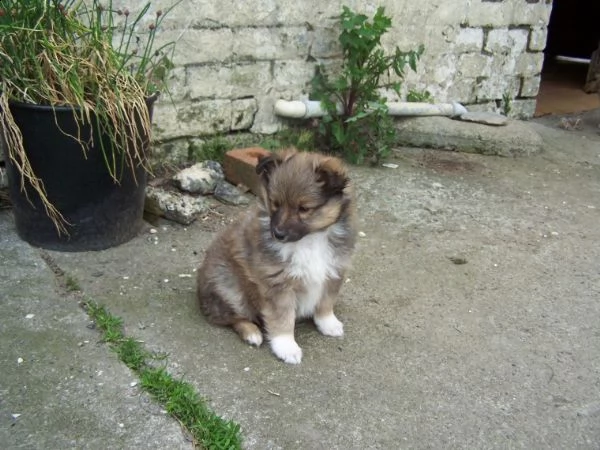 regalo cuccioli di shetland sheepdog...