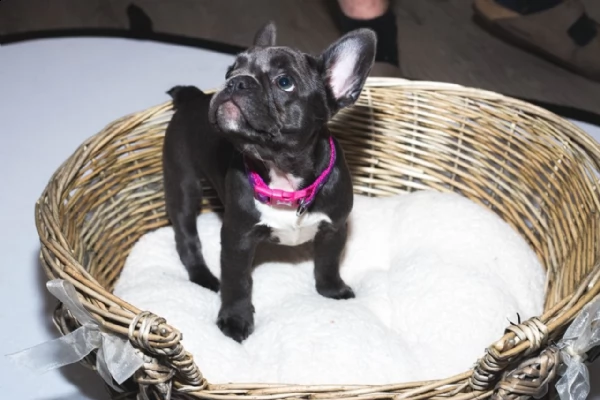 adorabili cuccioli di bulldog francese disponibili e pronti | Foto 2