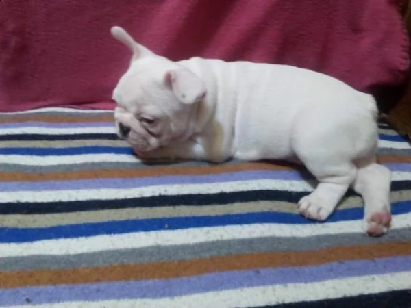 adorabili cuccioli di bulldog francese disponibili e pronti | Foto 0