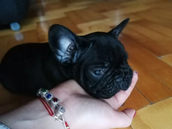 adorabili cuccioli di bulldog francese disponibili e pronti