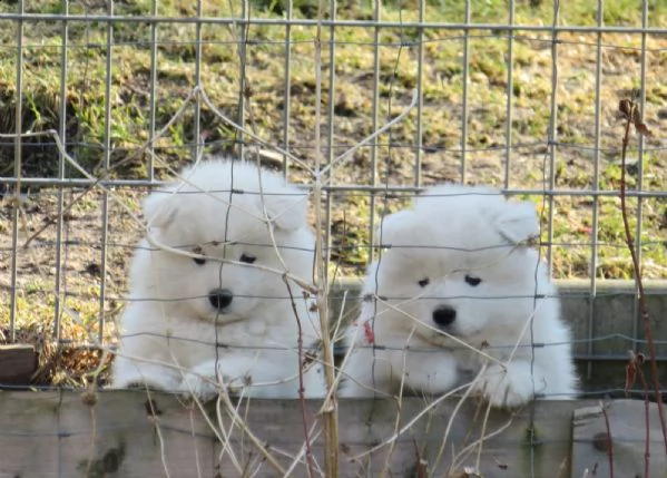 meravigliosa cucciolata di samoiedo | Foto 1