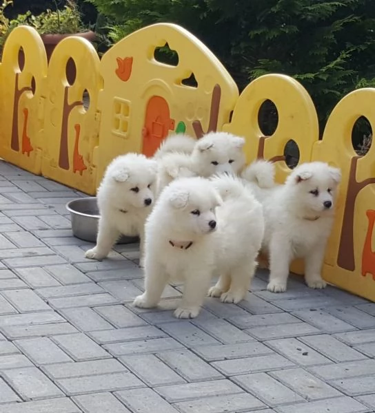 meravigliosa cucciolata di samoiedo